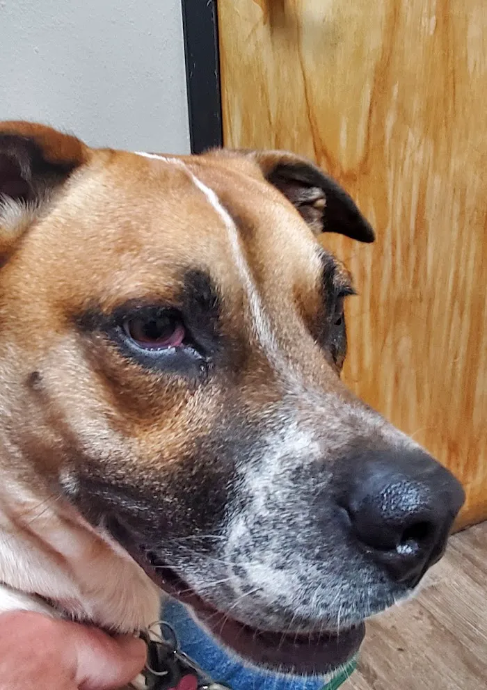 Warner Vista Animal Hospital 3