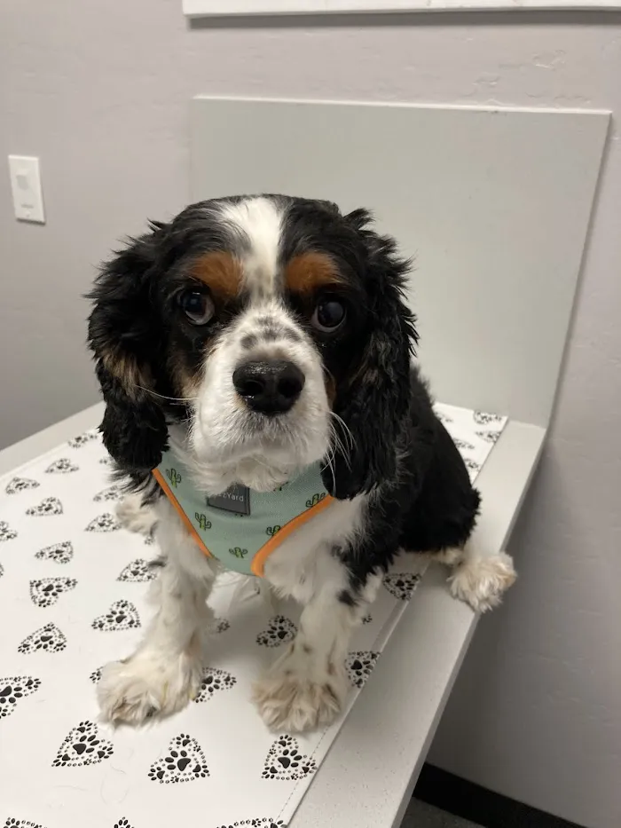 Desert Sun Animal Hospital 2