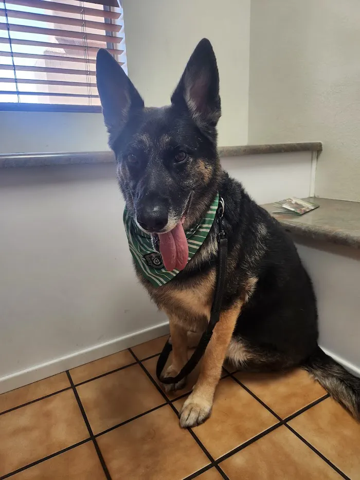 Desert Sun Animal Hospital 6