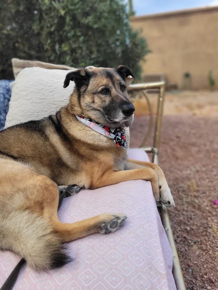 Desert Sun Animal Hospital 7