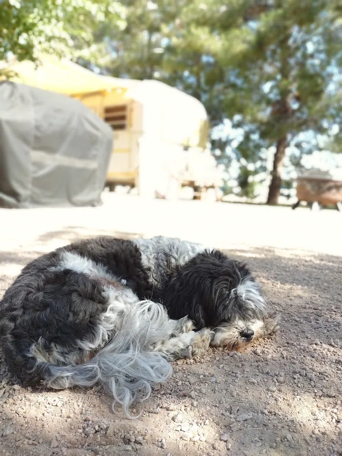 Anasazi Animal Clinic 12