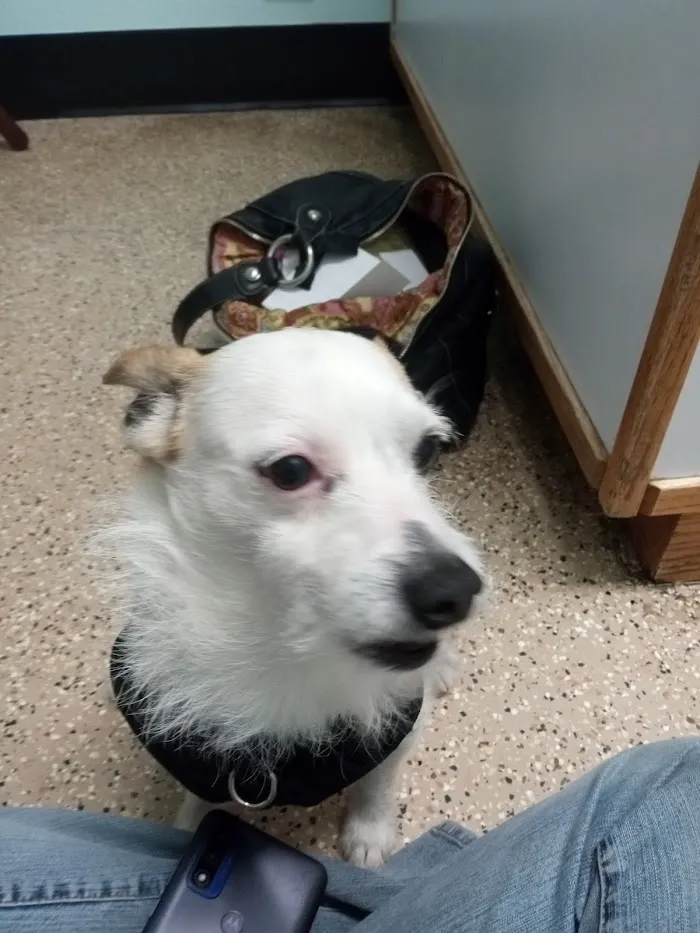 Paws Veterinary Clinic 1