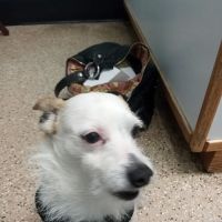 Paws Veterinary Clinic ico