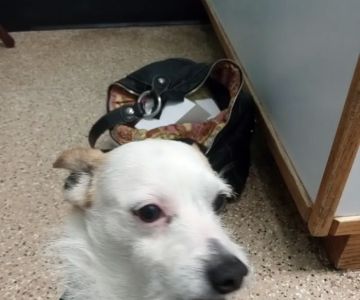Paws Veterinary Clinic