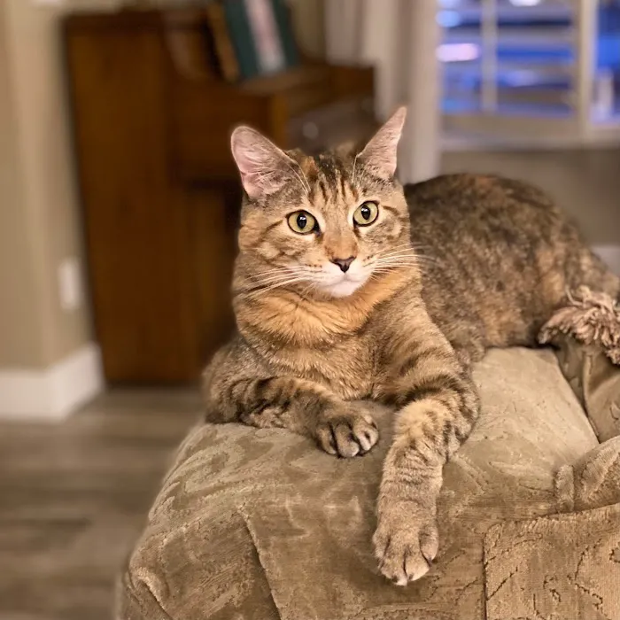 Paws Veterinary Clinic 7