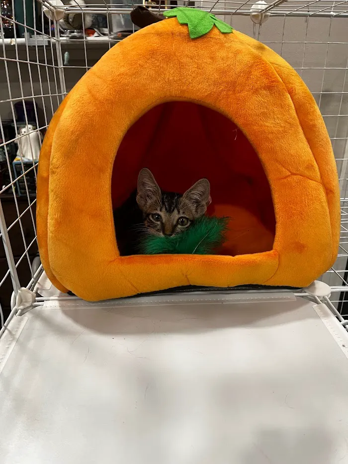 Paws Veterinary Clinic 10