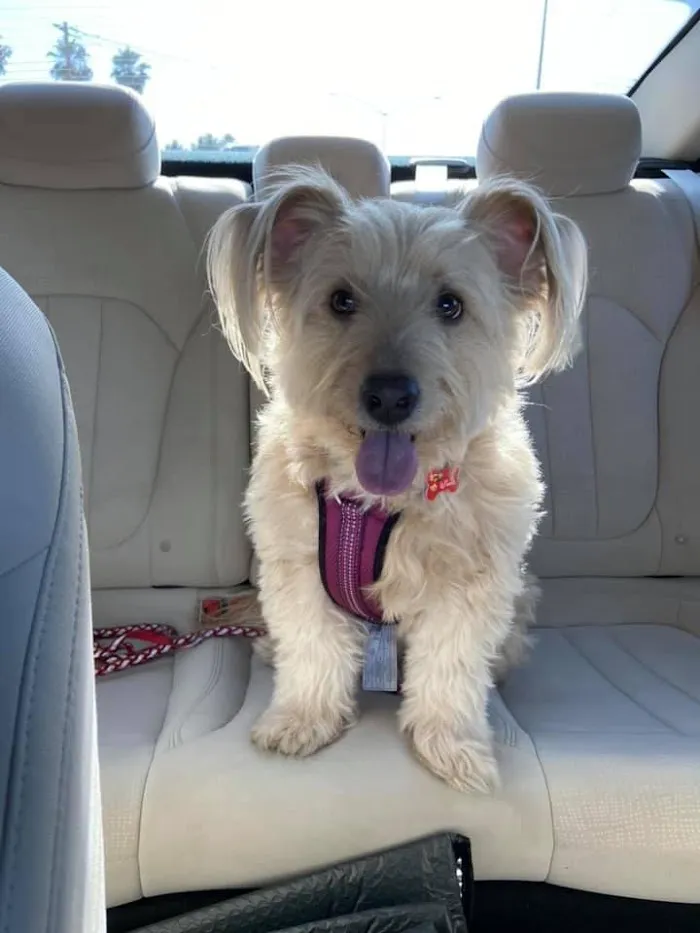 Higley Road Pet Clinic 1