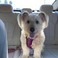 Higley Road Pet Clinic ico