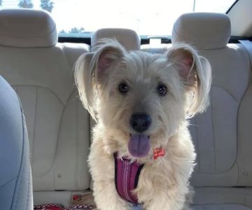 Higley Road Pet Clinic