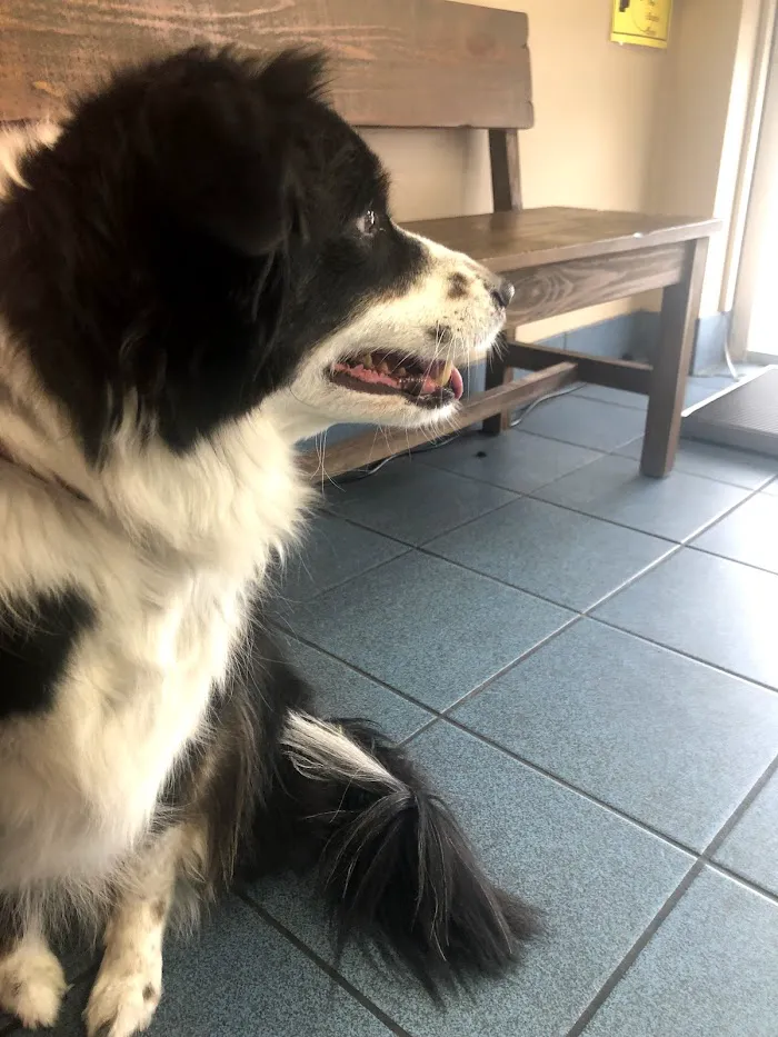Higley Road Pet Clinic 9