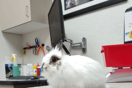 Avian & Exotic Animal Clinic