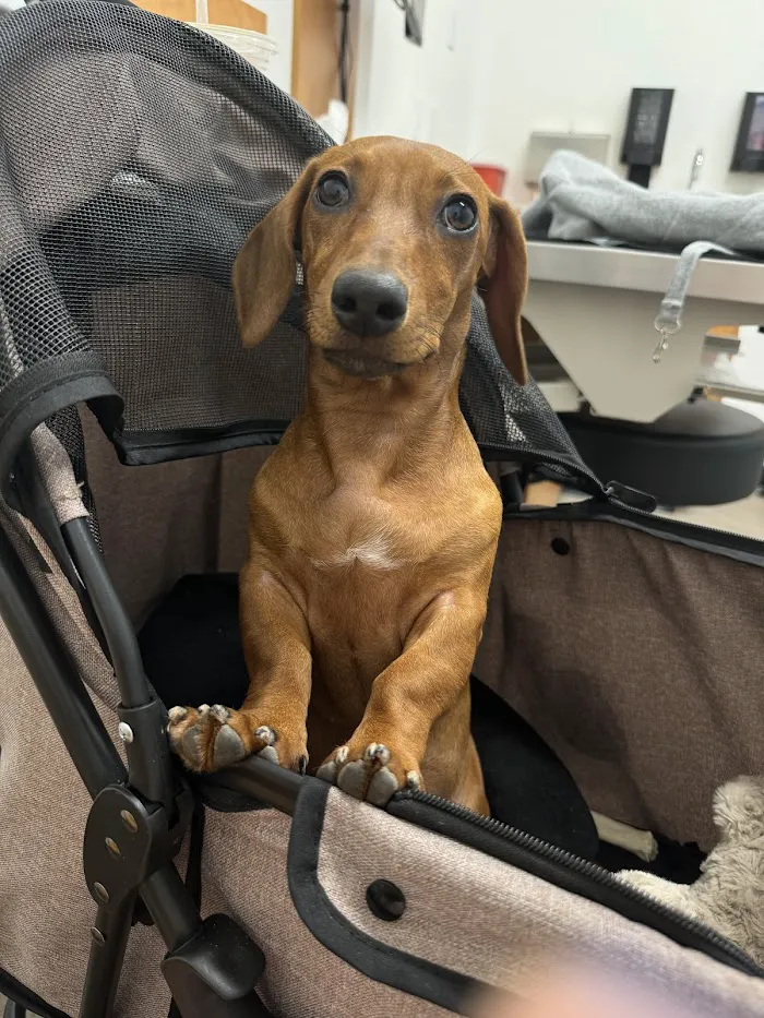 PetSmart Veterinary Services - Gilbert 4