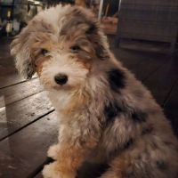 PetSmart Veterinary Services - Gilbert ico