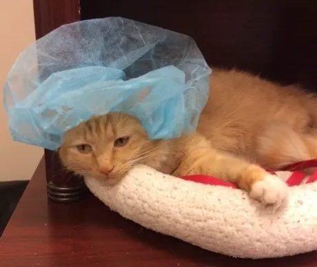 East Valley Animal Hospital 12