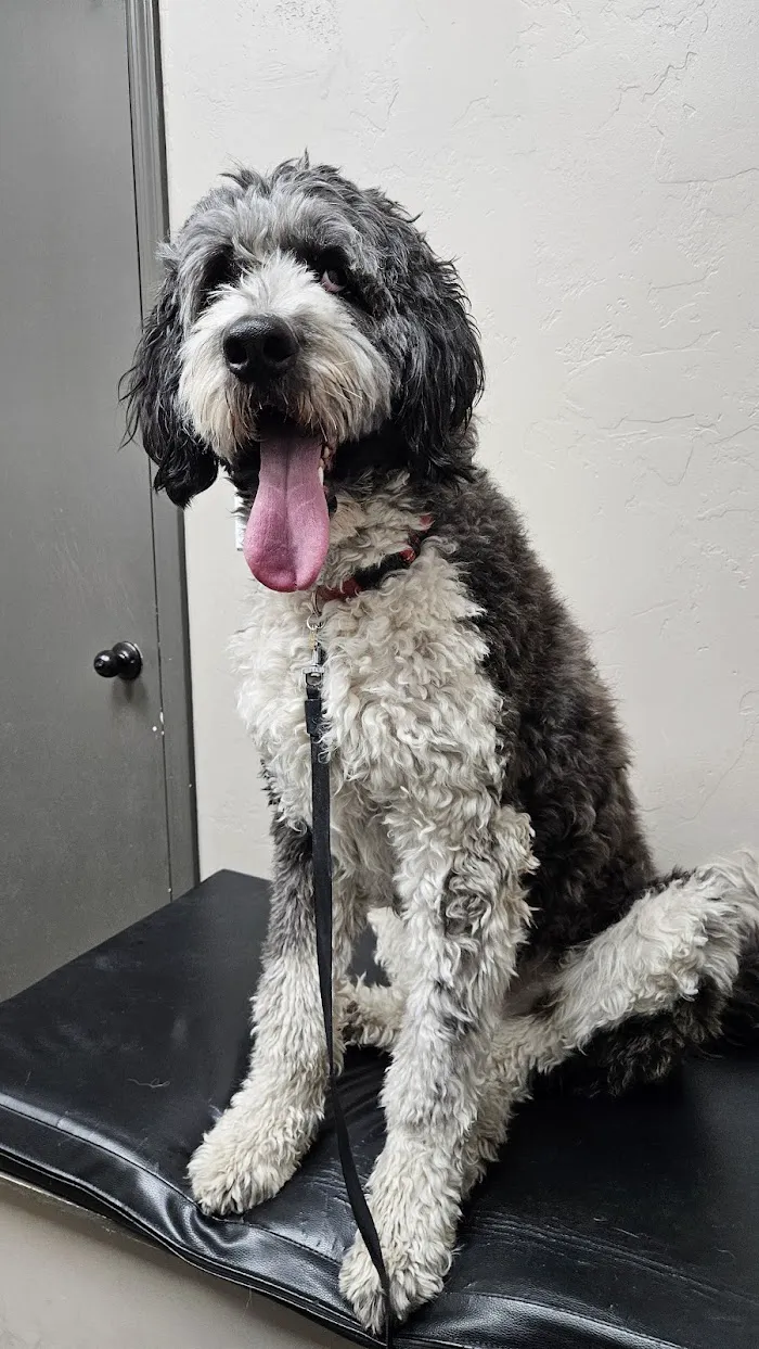 East Valley Animal Hospital 12