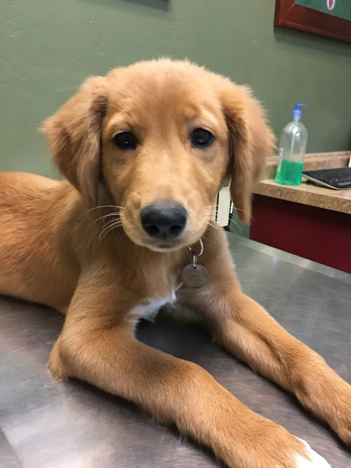 East Valley Animal Hospital 12
