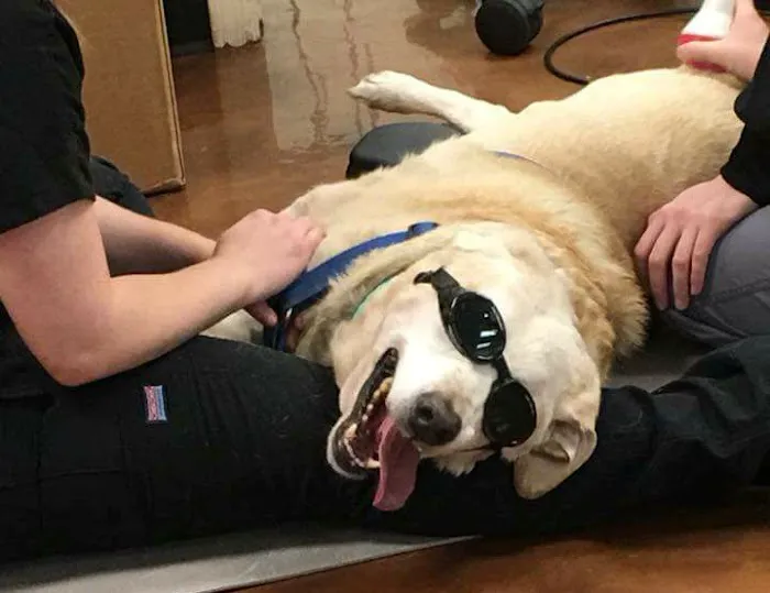 East Valley Animal Hospital 12