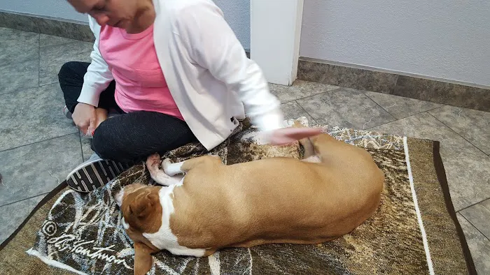 Prestige Animal Clinic 12