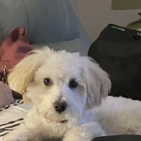 Gilbert Veterinary Hospital ico
