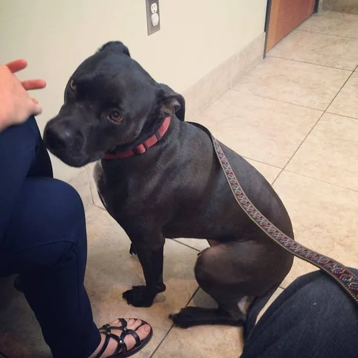 Gilbert Veterinary Hospital 12