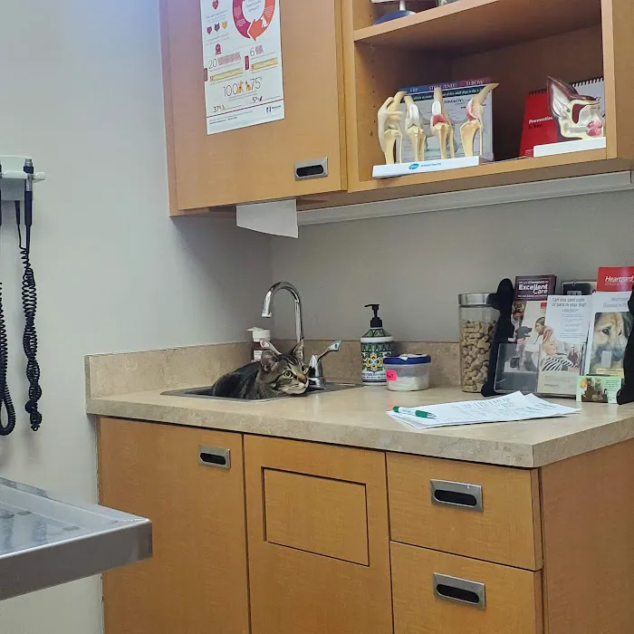 Gilbert Veterinary Hospital 12