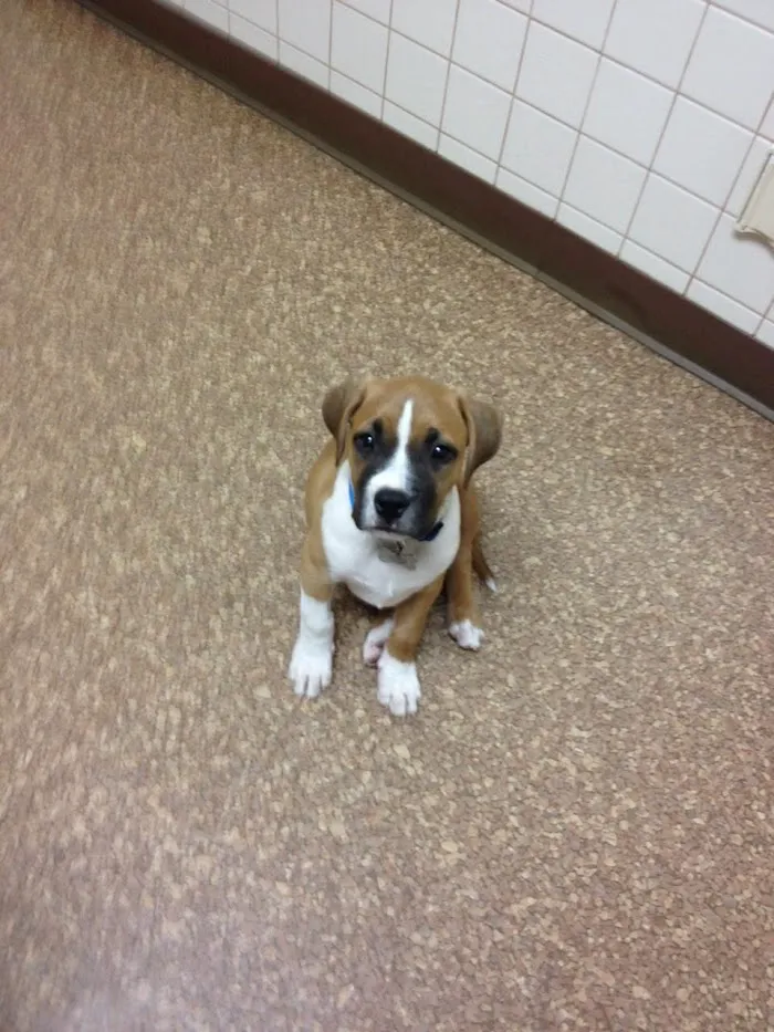 Arizona Avenue Animal Clinic 4