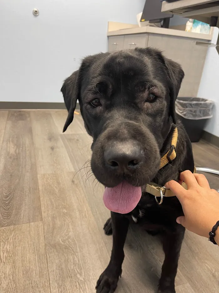 Arizona Avenue Animal Clinic 6