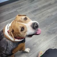 Arizona Avenue Animal Clinic ico