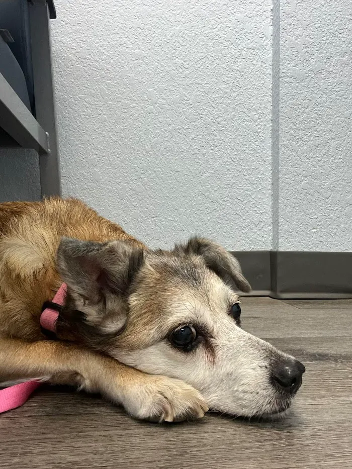 Arizona Avenue Animal Clinic 10