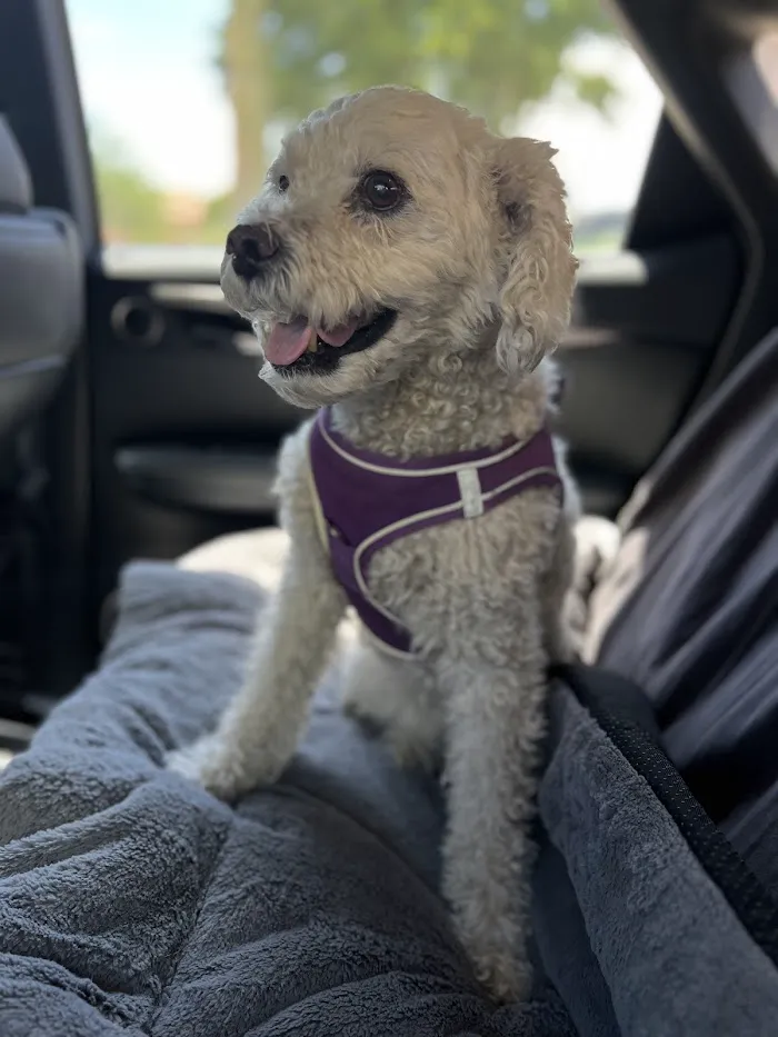 McDowell Mountain Animal Hospital 12