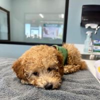 PetWellClinic - East Greenway ico