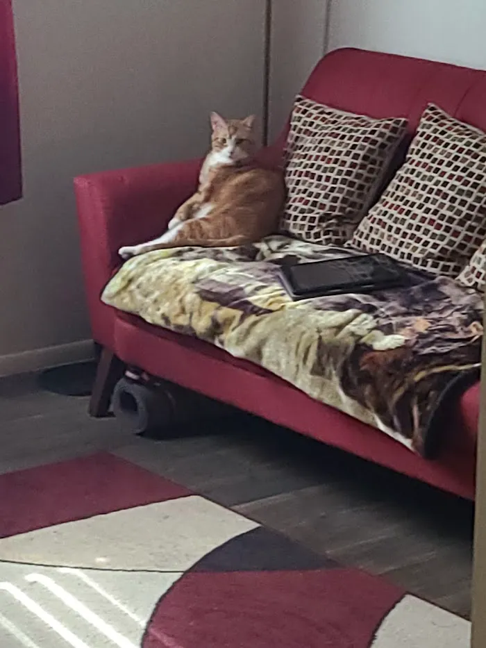 PetSmart Veterinary Services - North Scottsdale (Frank Lloyd Wright) 12