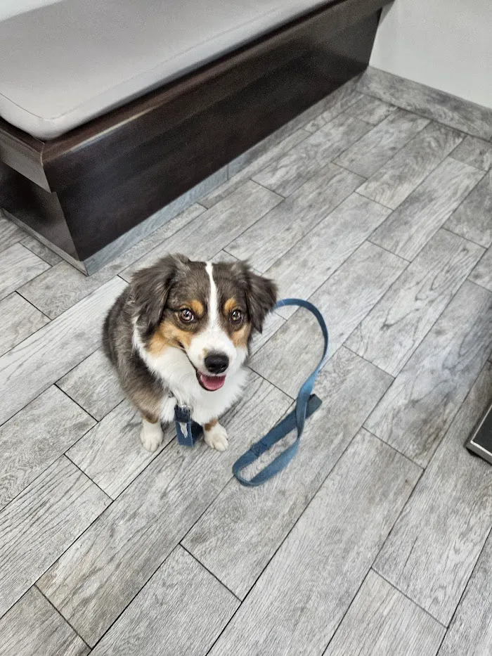 Scottsdale Animal Healthcare 12