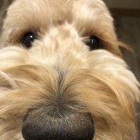North Ranch Animal Hospital ico