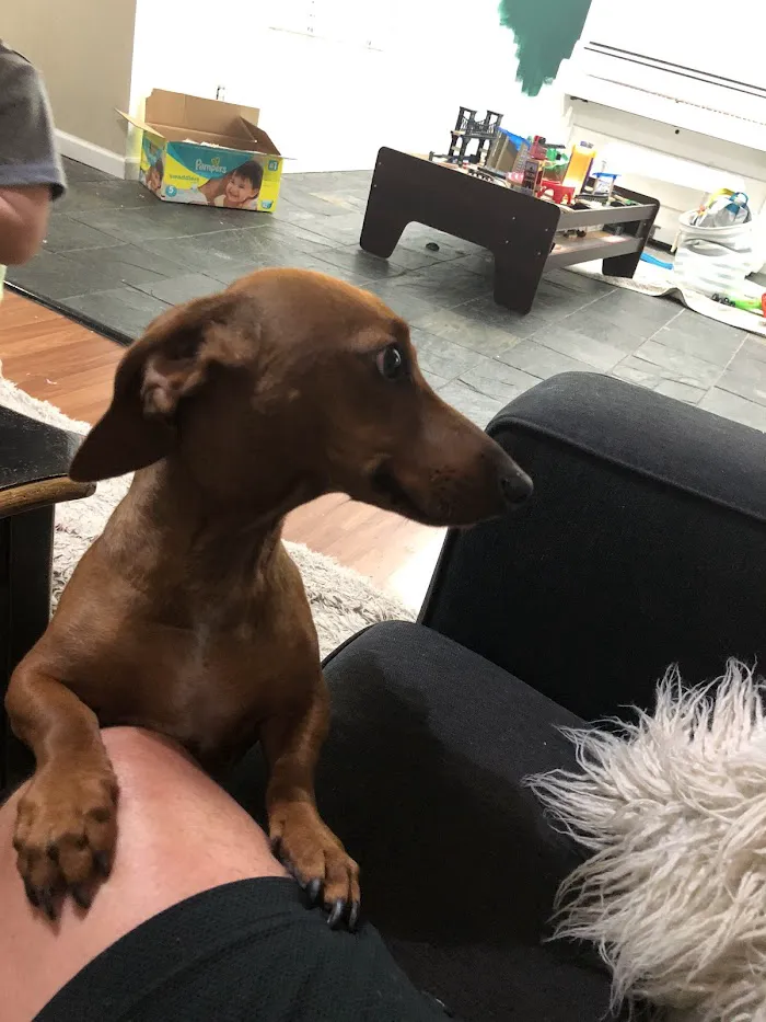 North Ranch Animal Hospital 12