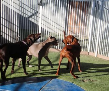Raintree Pet Resort and Medical Center