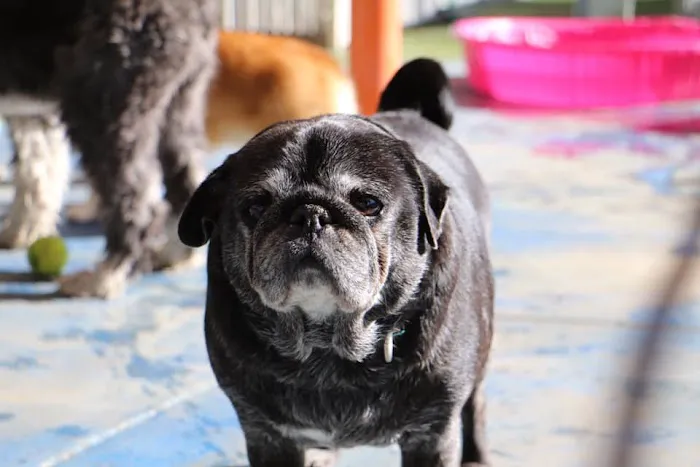 Raintree Pet Resort and Medical Center 12