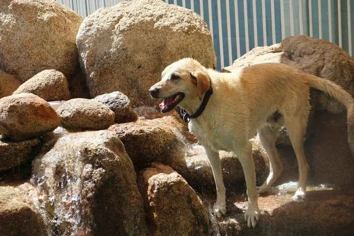 Raintree Pet Resort and Medical Center 12
