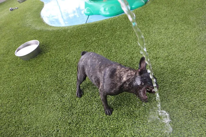 Raintree Pet Resort and Medical Center 12