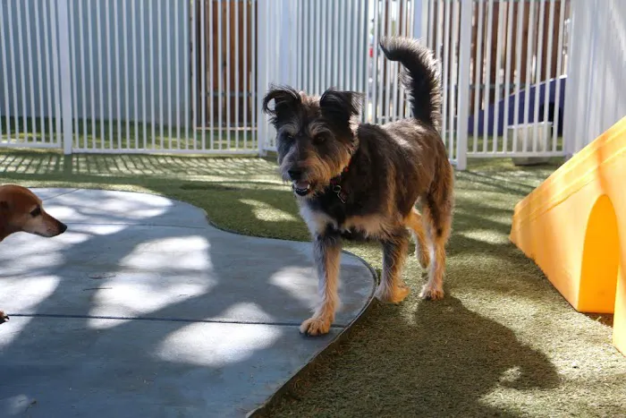 Raintree Pet Resort and Medical Center 12