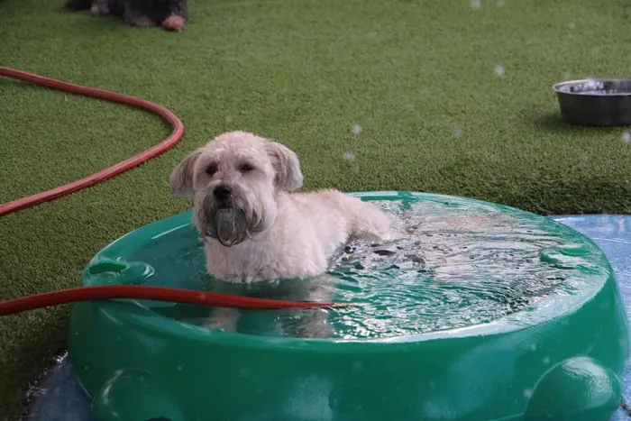 Raintree Pet Resort and Medical Center 12