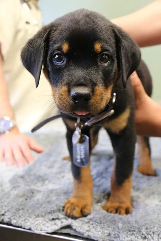 Raintree Pet Resort and Medical Center 12