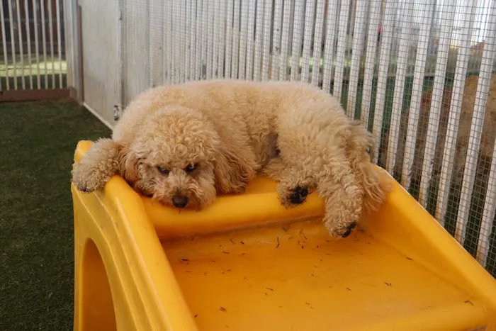 Raintree Pet Resort and Medical Center 12