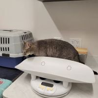 Quail Crossing Animal Hospital ico