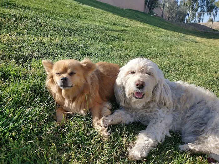 North Scottsdale Animal Hospital 7