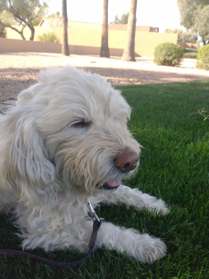 North Scottsdale Animal Hospital 8