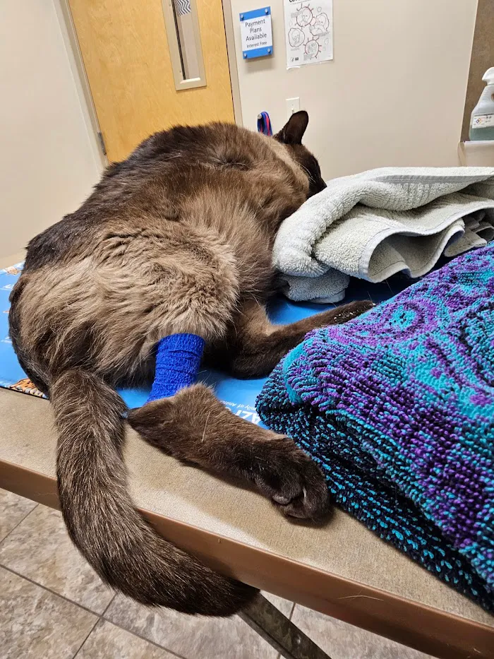 Scottsdale Hills Animal Hospital & Grooming 3