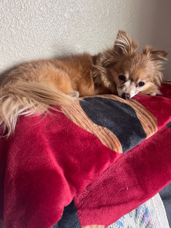 Scottsdale Hills Animal Hospital & Grooming 1