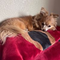 Scottsdale Hills Animal Hospital & Grooming ico