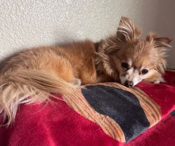 Scottsdale Hills Animal Hospital & Grooming
